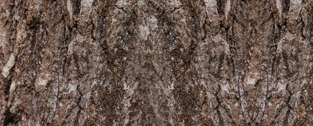 Image of Texture of tree bark as background, closeup view. Banner design