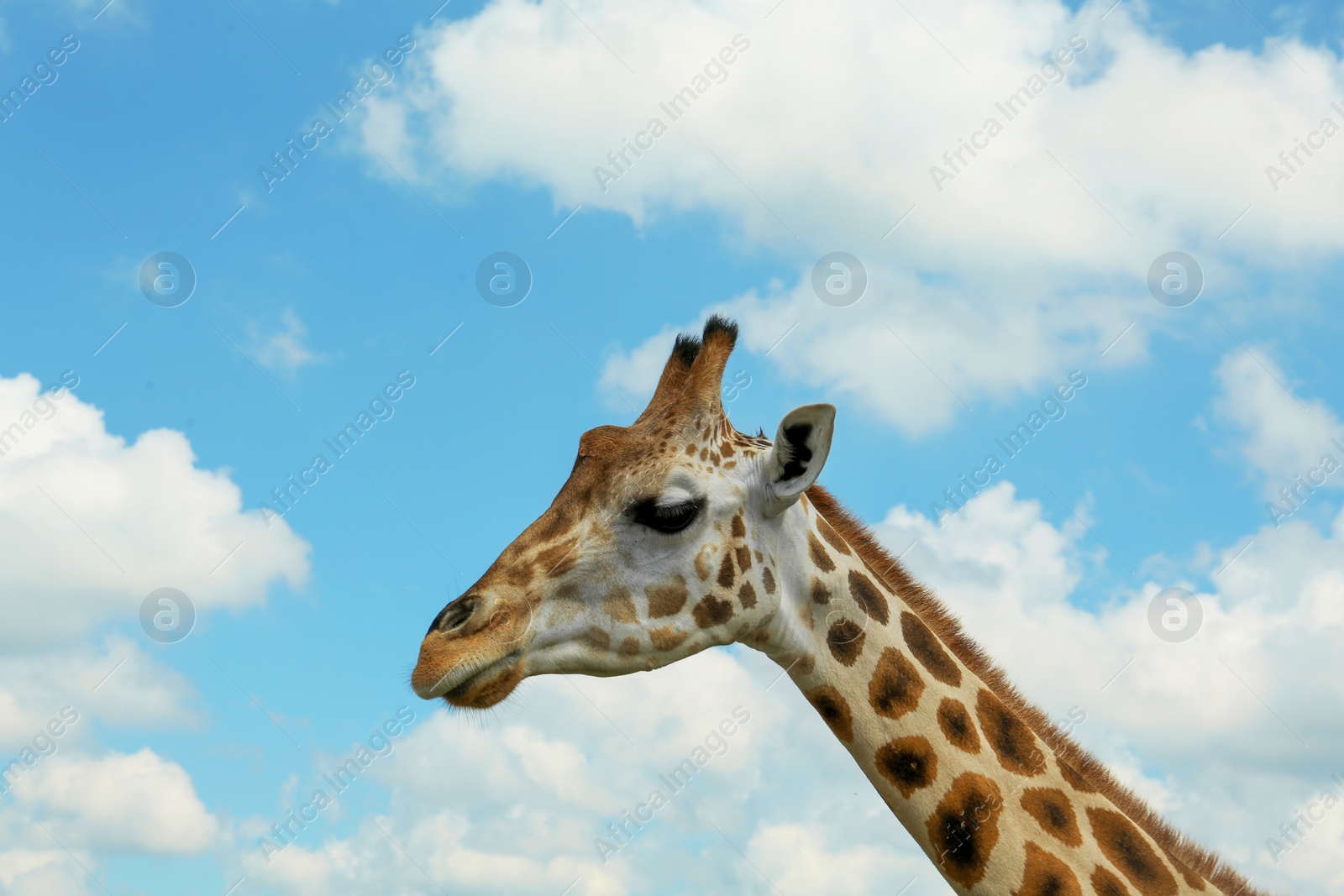 Photo of Beautiful spotted African giraffe against blue sky