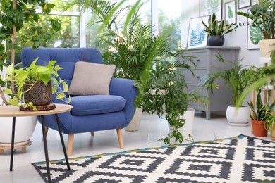 Comfortable armchair and beautiful houseplants in room. Lounge area interior