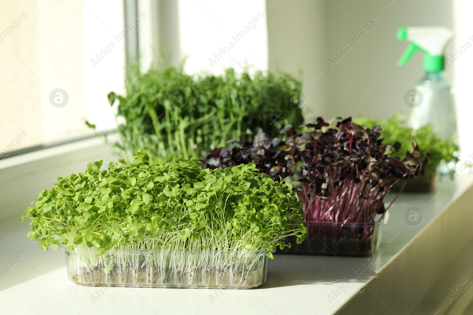 Photo of Different fresh microgreens growing in plastic containers on windowsill indoors