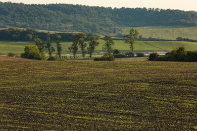 Beautiful view of agricultural field and trees outdoors
