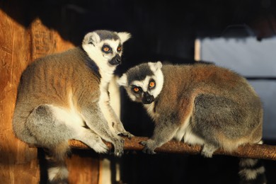 Photo of Two adorable ring-tailed lemurs on wooden bar in zoo