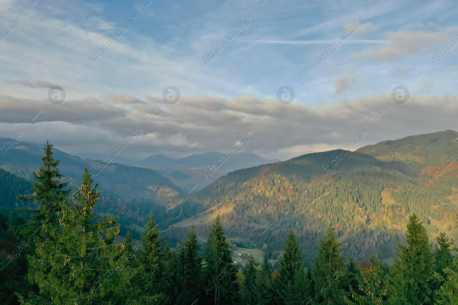 Photo of Aerial view of beautiful forest in mountains on sunny day