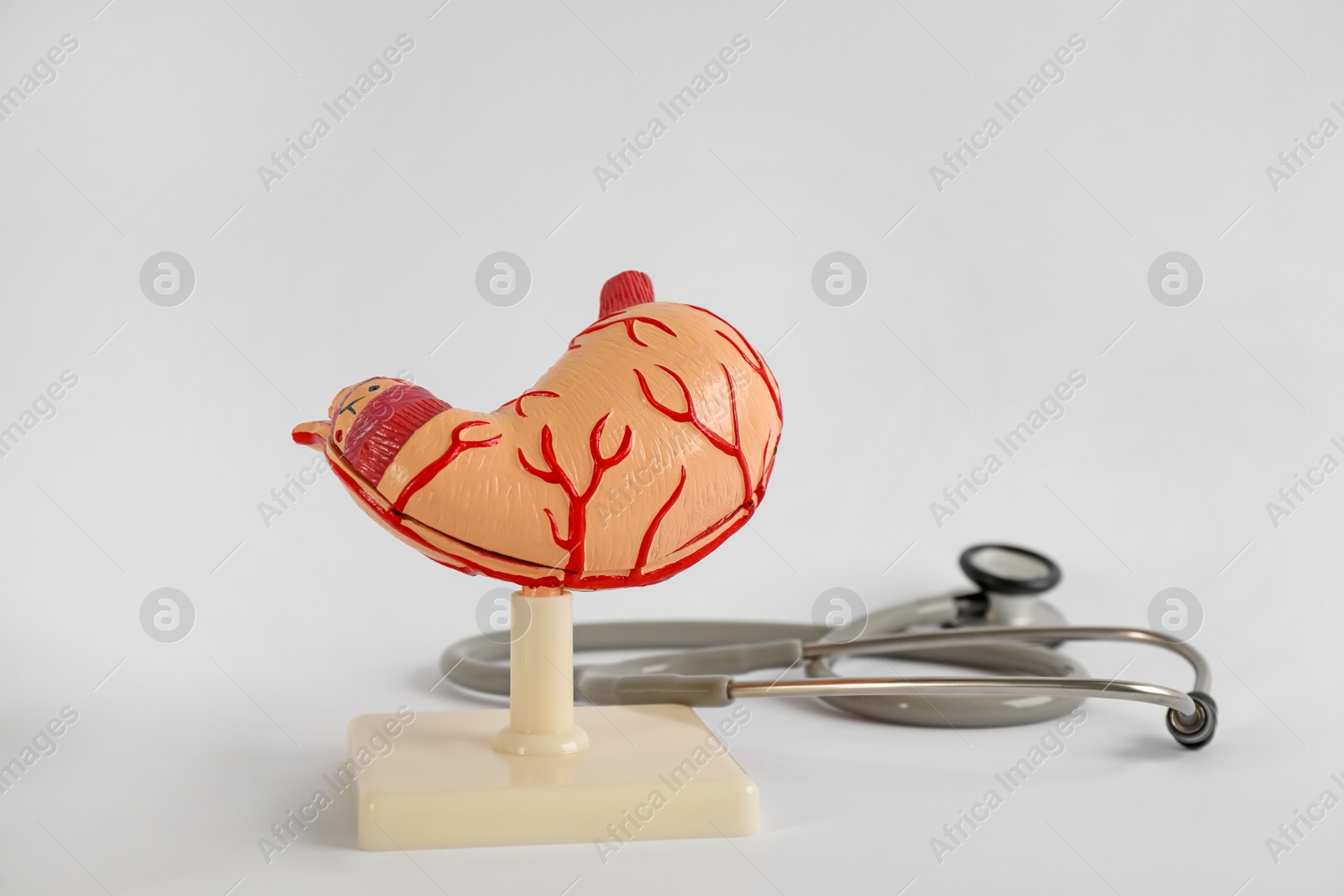 Photo of Human stomach model and stethoscope on light grey background