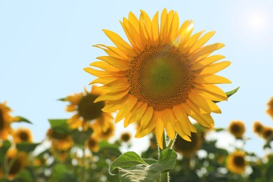 Photo of Sunflower growing in field outdoors, space for text