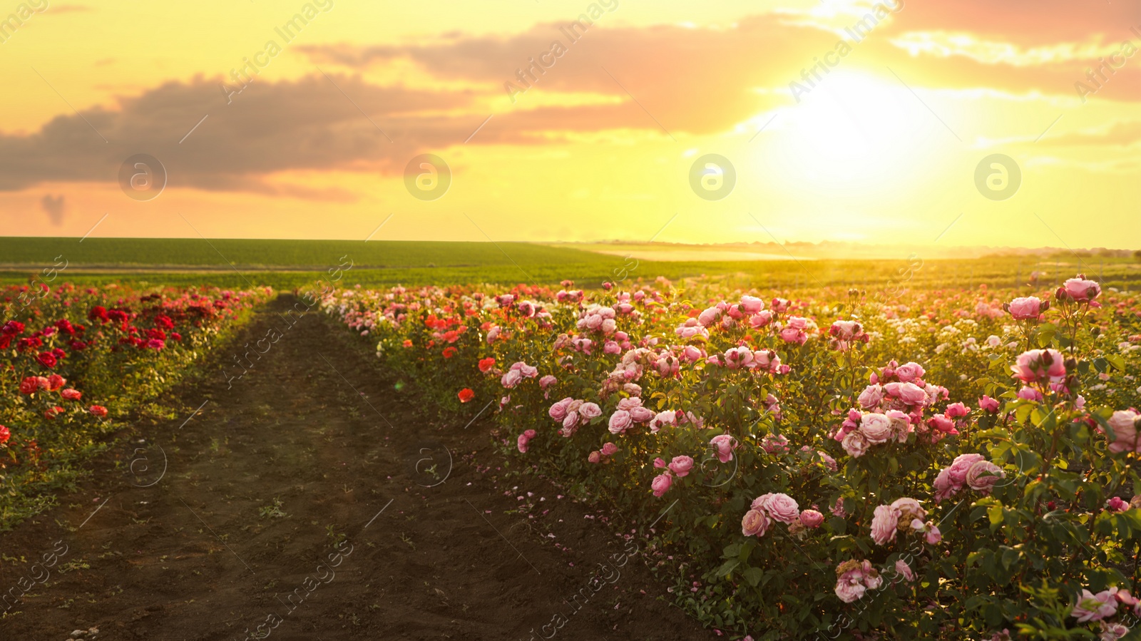 Photo of Bushes with beautiful roses outdoors on sunny day