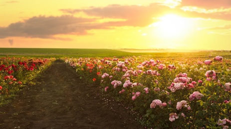 Bushes with beautiful roses outdoors on sunny day