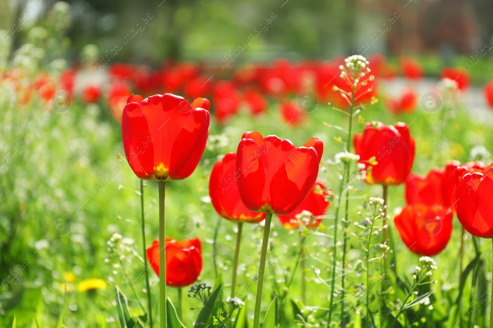 Photo of Blossoming tulips outdoors on sunny spring day