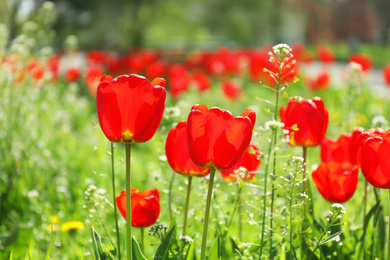 Photo of Blossoming tulips outdoors on sunny spring day