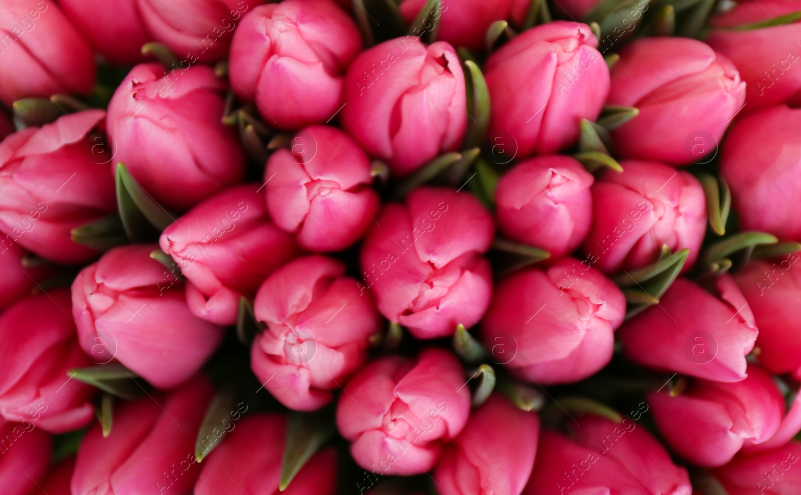 Photo of Fresh beautiful tulip flowers as background, top view
