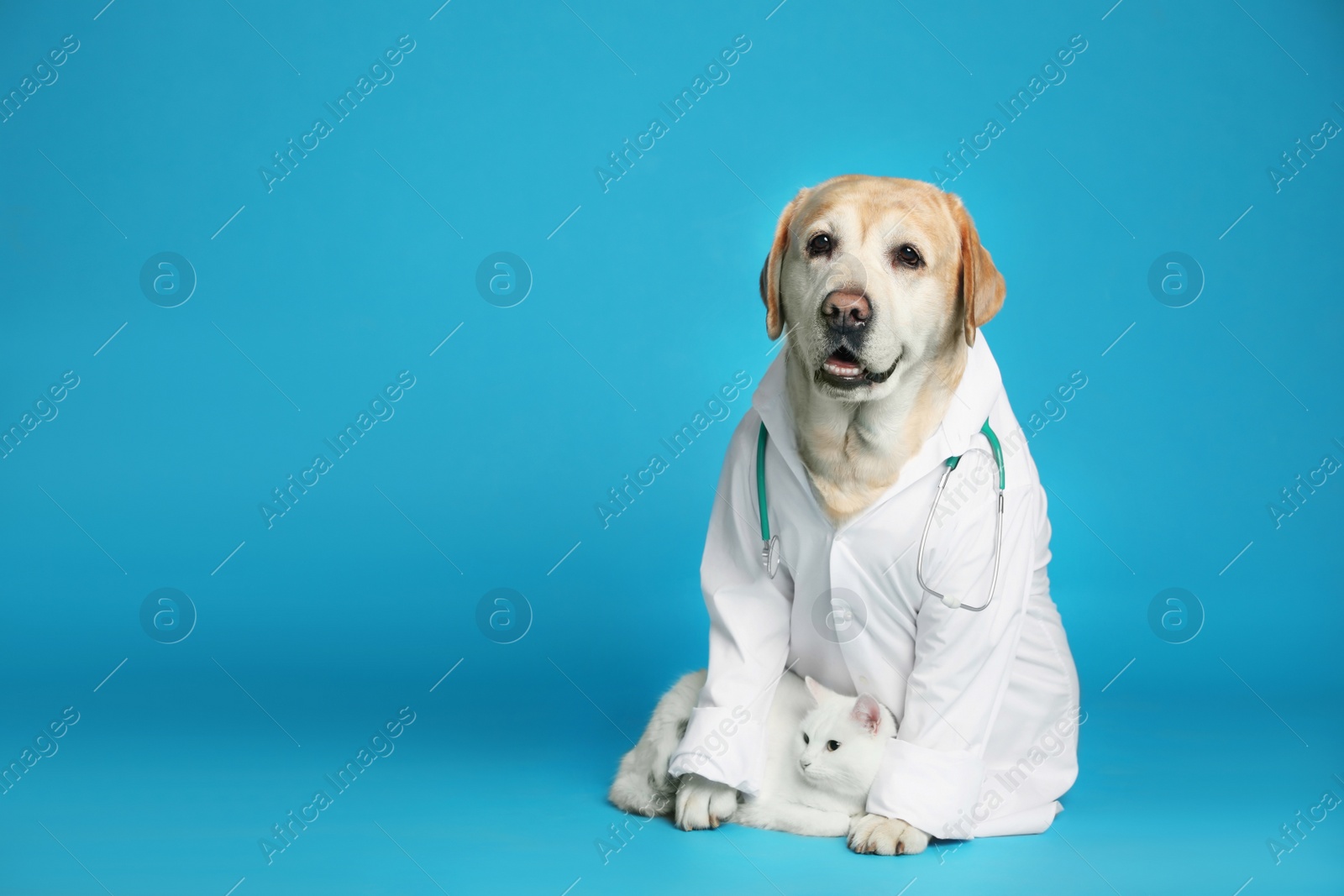 Photo of Cute Labrador dog in uniform with stethoscope as veterinarian and cat on light blue background. Space for text