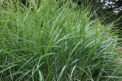 Beautiful green miscanthus sinensis growing in park