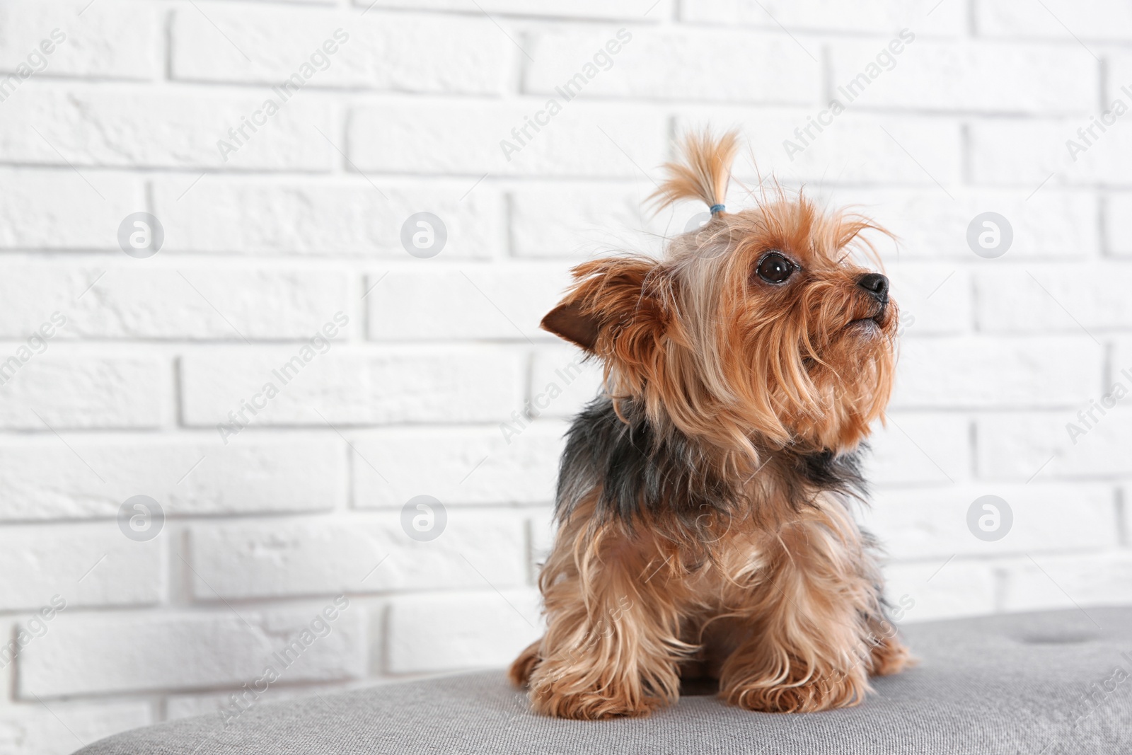 Photo of Yorkshire terrier on bench against brick wall, space for text. Happy dog