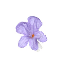 Beautiful aromatic lavender flower isolated on white