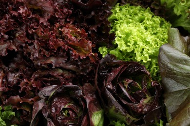 Photo of Different sorts of lettuce as background, closeup