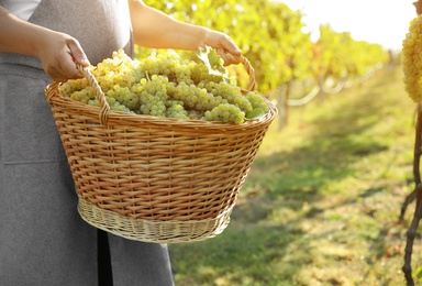 Man holding basket with fresh ripe grapes in vineyard, closeup