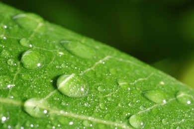 Photo of Macro photo of leaf with water drops on blurred green background
