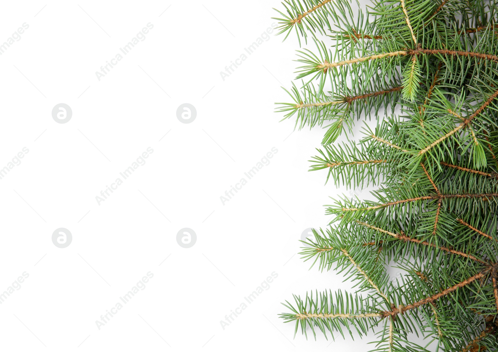 Photo of Branches of Christmas tree on white background