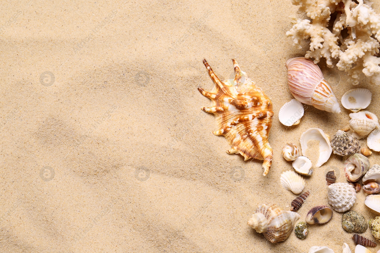 Photo of Beautiful seashells, coral and starfishes on beach sand, flat lay with space for text. Summer vacation