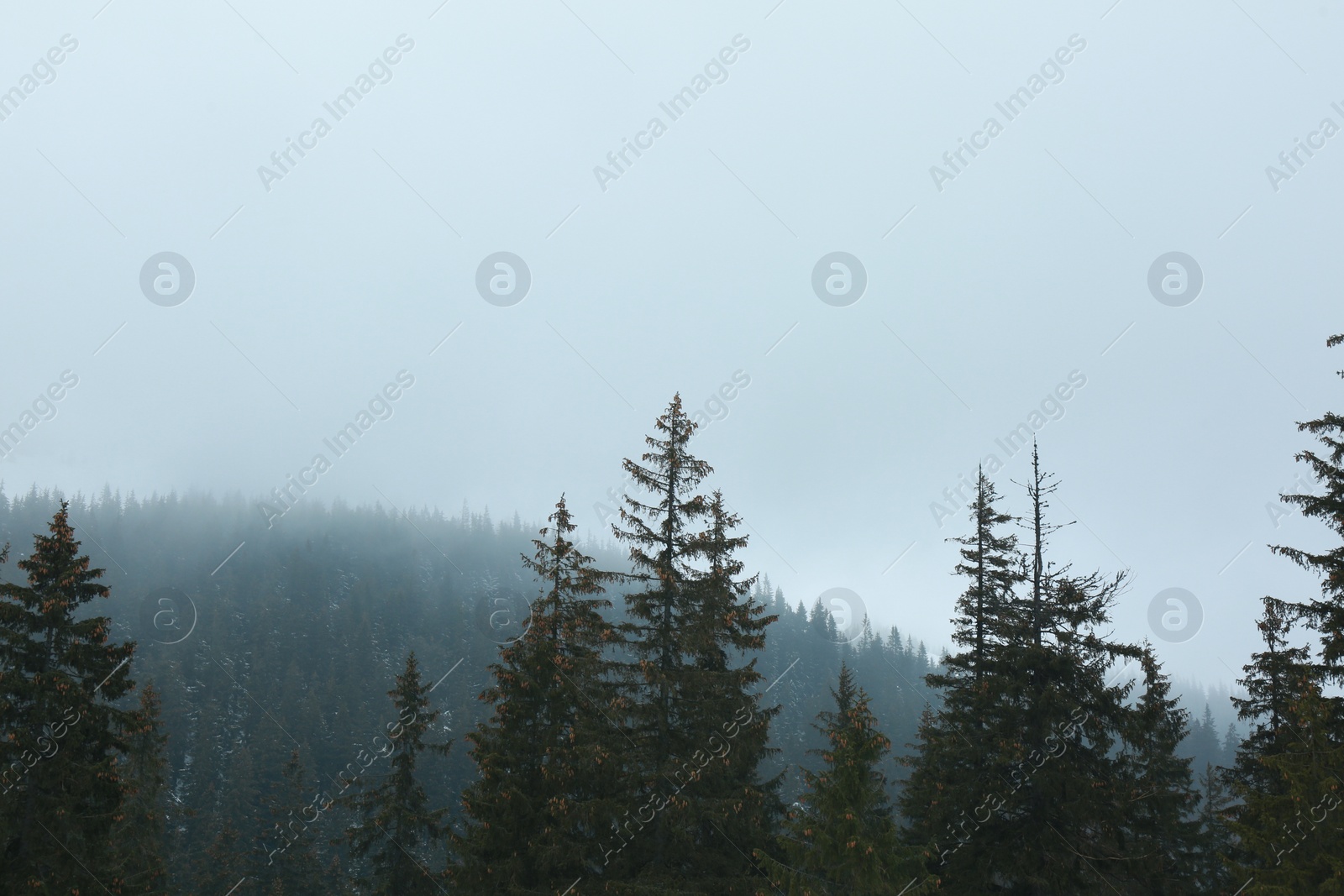 Photo of Beautiful tall green coniferous trees in mountain forest on winter day