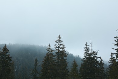 Beautiful tall green coniferous trees in mountain forest on winter day