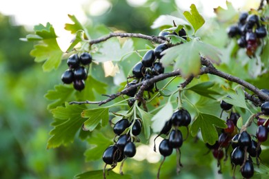 Black currant berries on bush outdoors, closeup