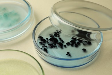 Petri dishes with different bacteria colonies on beige background, closeup