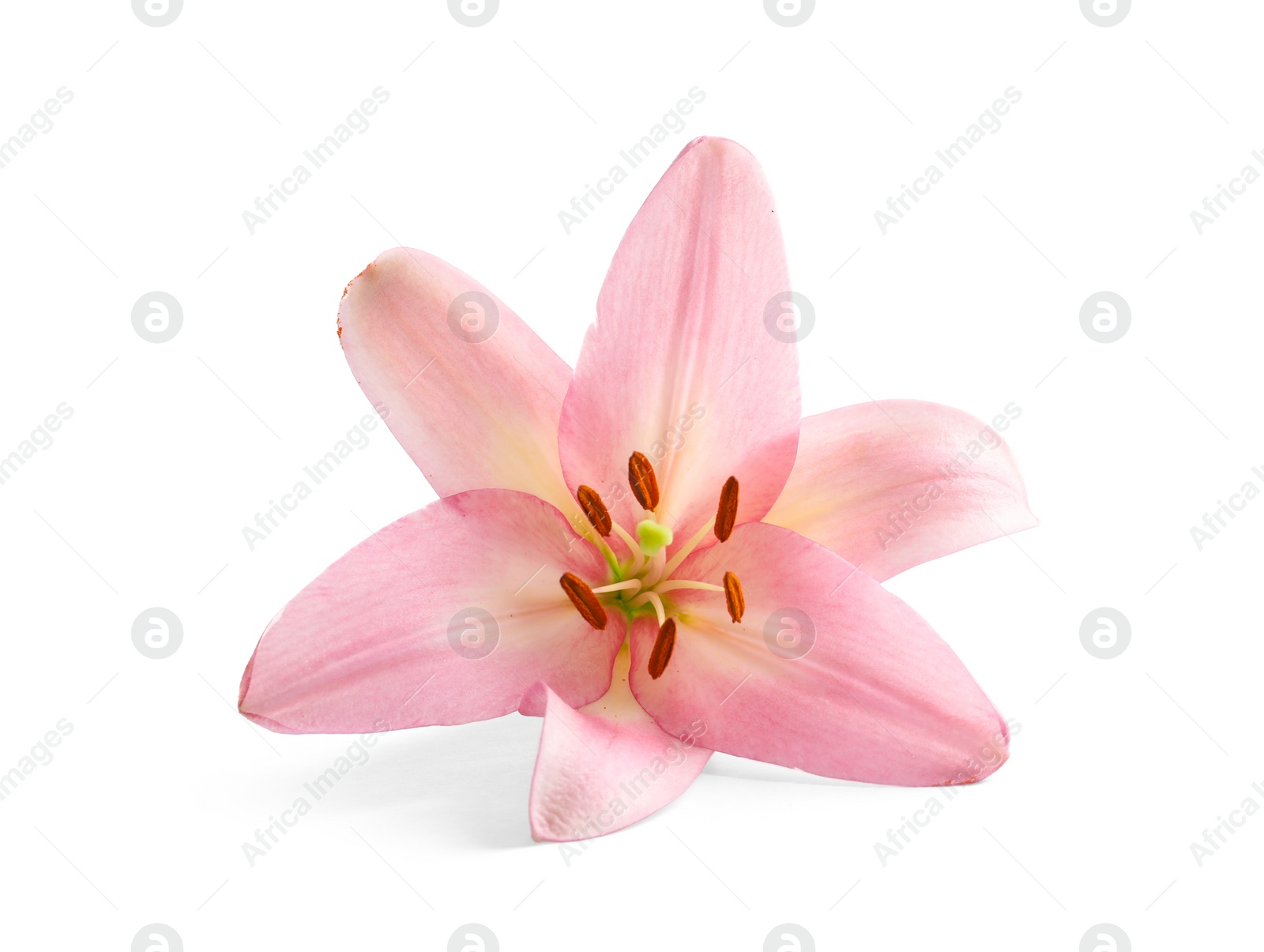 Photo of Beautiful blooming lily flower on white background