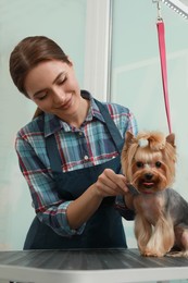 Photo of Professional groomer working with cute dog in pet beauty salon