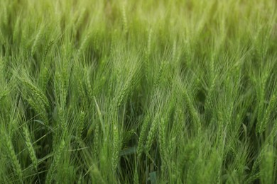 Beautiful view of field with ripening wheat, closeup