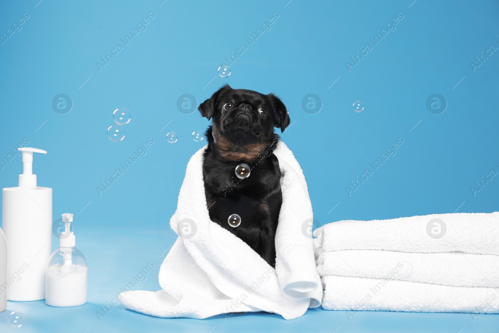 Photo of Cute black Petit Brabancon dog with towel, bath accessories and bubbles on light blue background