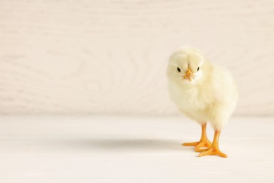 Photo of Cute chick on white wooden table, closeup with space for text. Baby animal