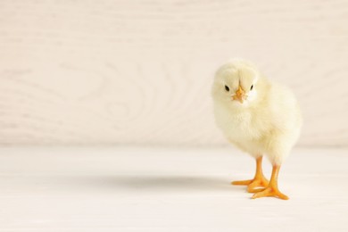 Cute chick on white wooden table, closeup with space for text. Baby animal