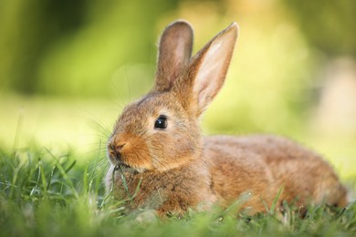 Photo of Cute fluffy rabbit on green grass outdoors