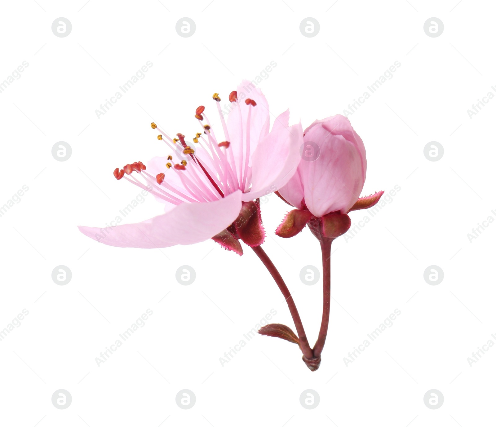 Photo of Beautiful spring tree blossoms isolated on white