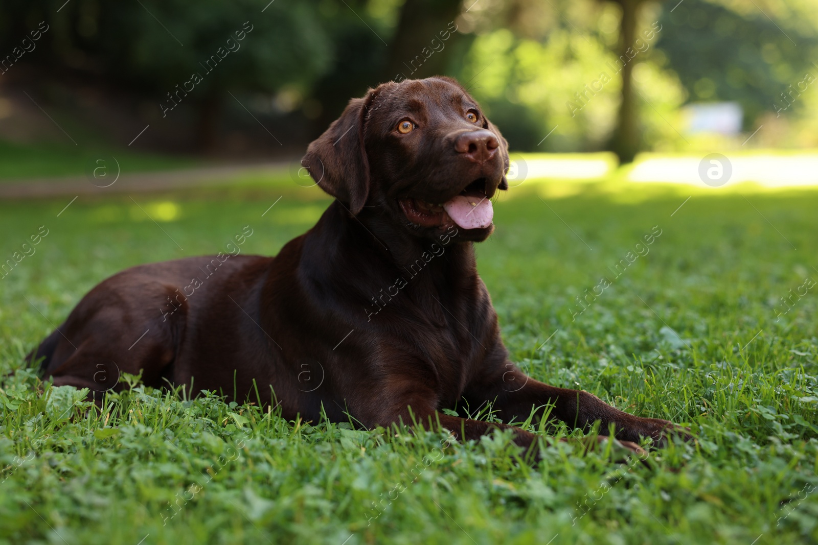 Photo of Adorable Labrador Retriever dog lying on green grass in park