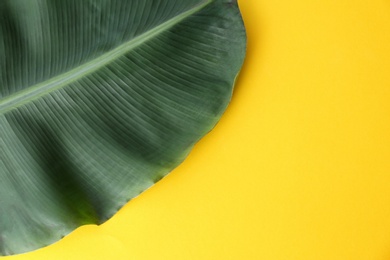 Photo of Fresh green banana leaf on color background, top view with space for text. Tropical foliage