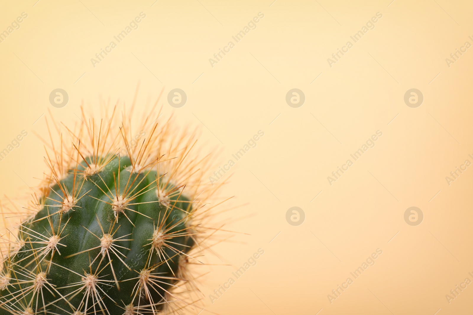 Photo of Beautiful cactus on color background