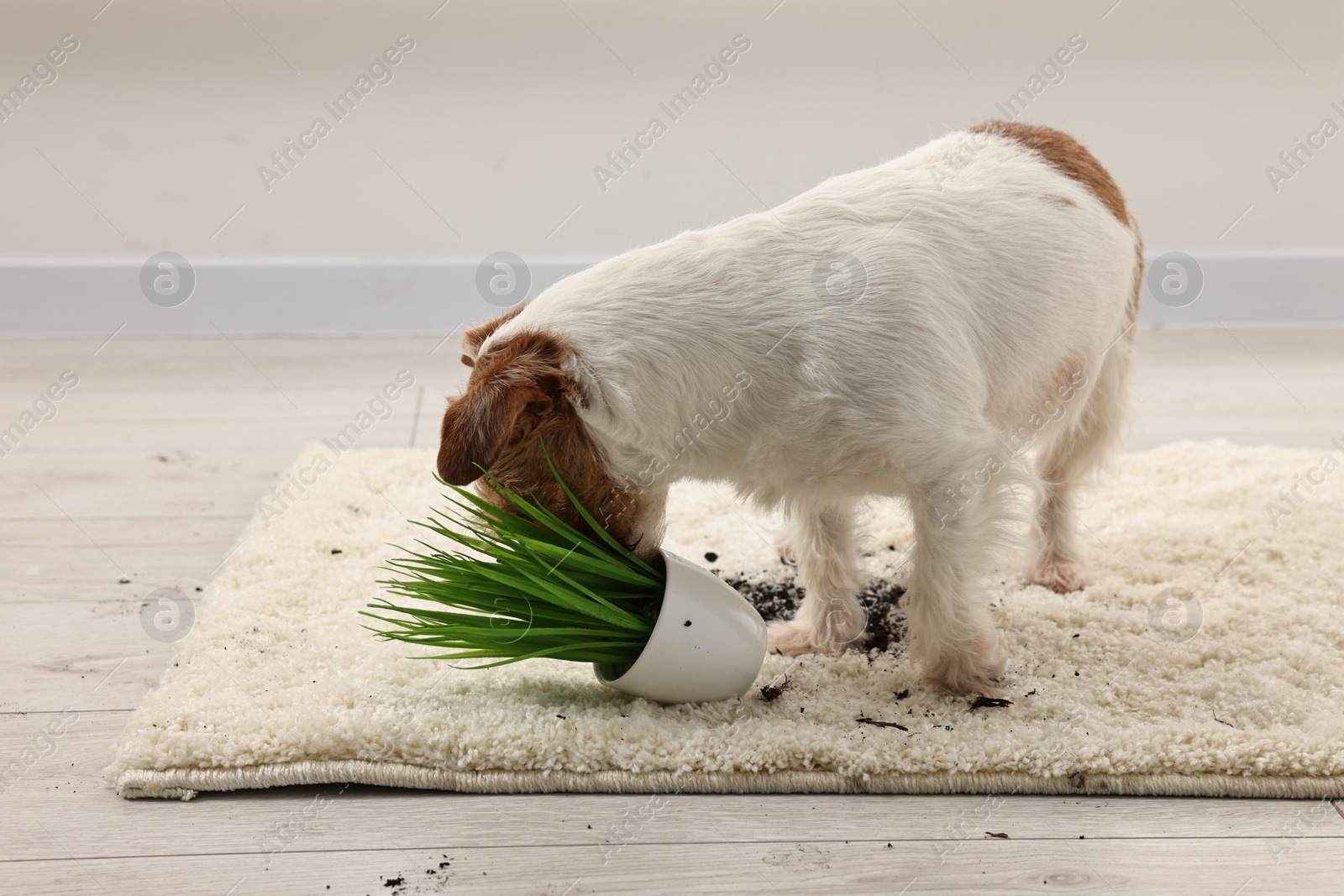 Photo of Cute dog near overturned houseplant on rug indoors