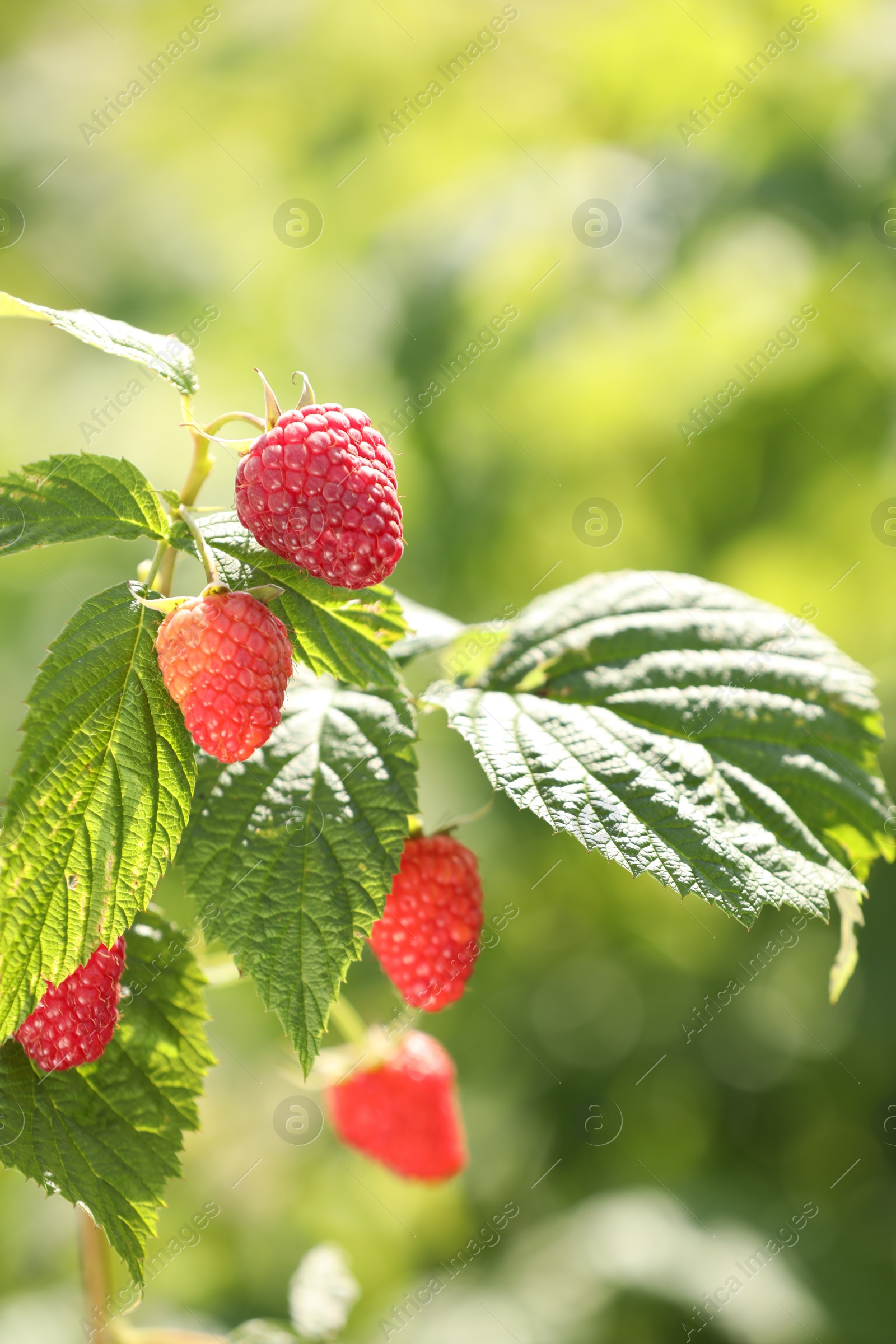 Photo of Red raspberries growing on bush outdoors, closeup