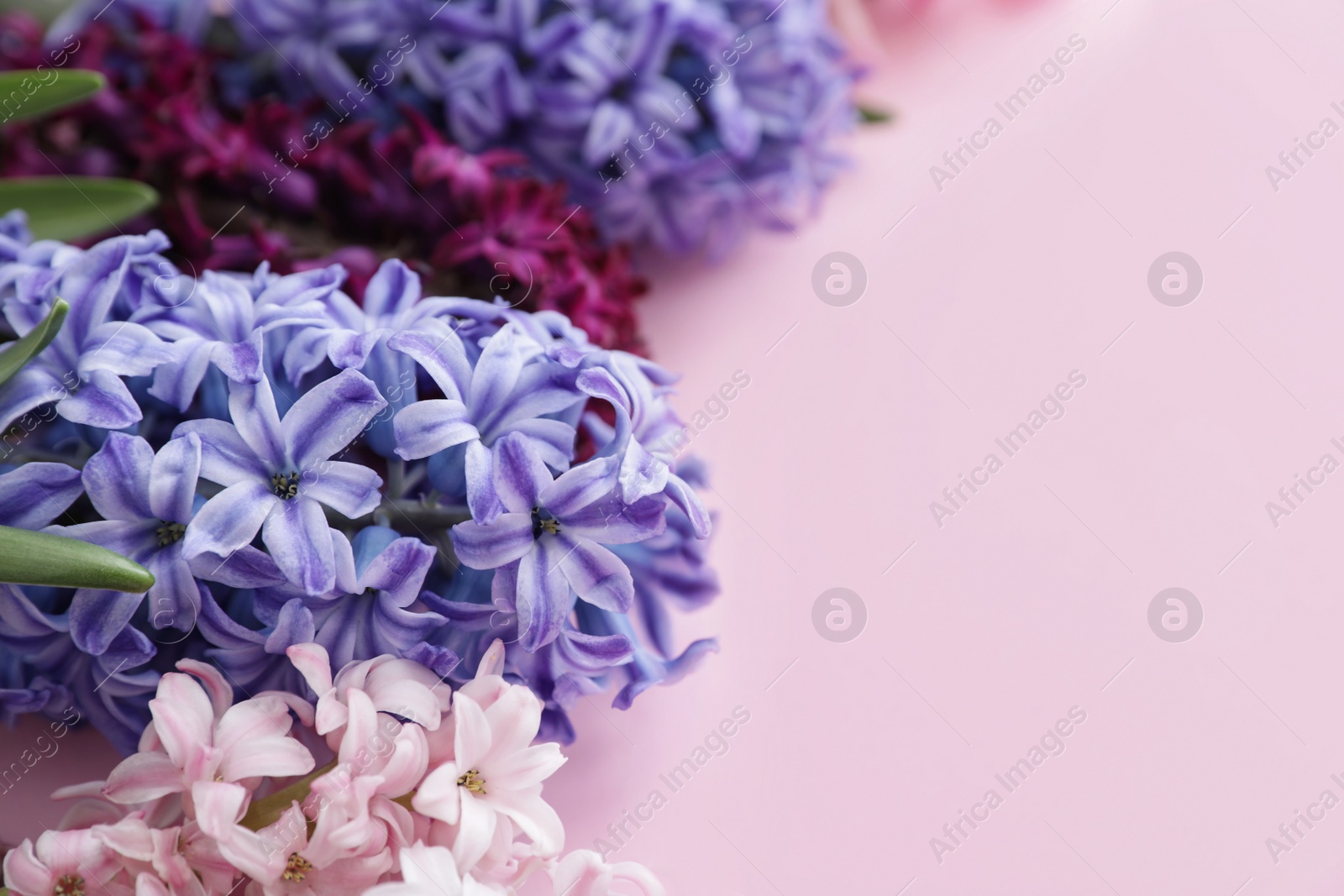 Photo of Beautiful spring hyacinth flowers on color background, closeup. Space for text