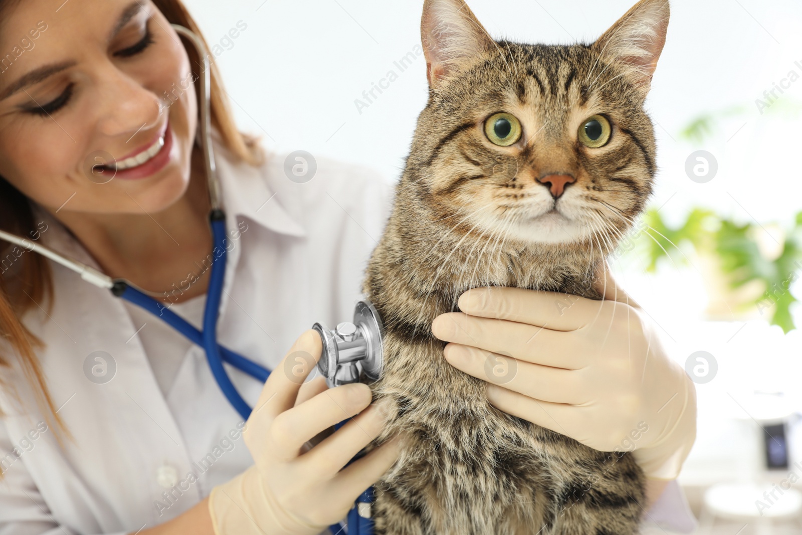 Photo of Professional veterinarian examining cute cat in clinic