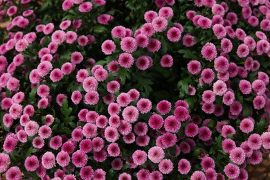 Photo of Chrysanthemum plant with pink flowers as background