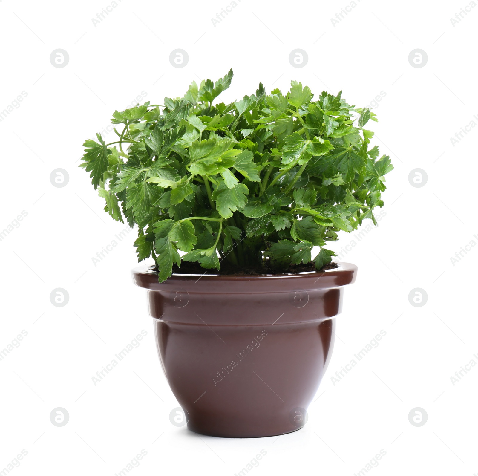 Photo of Fresh green organic parsley in pot on white background