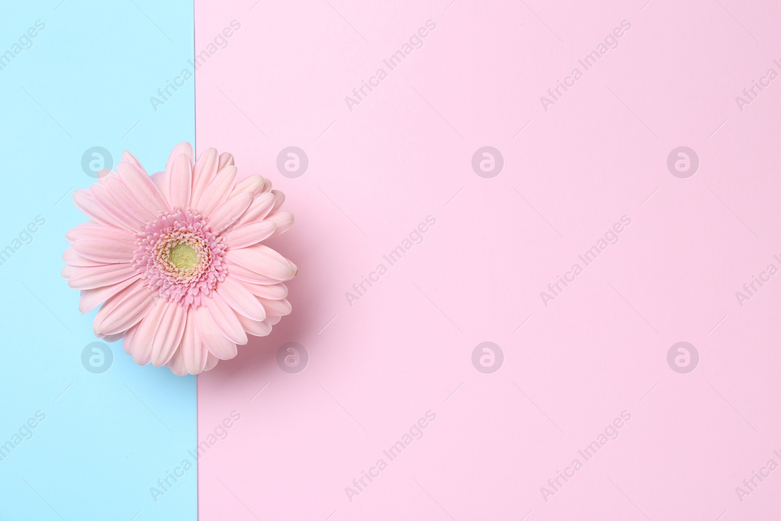 Photo of Beautiful gerbera flower on color background, top view. Space for text