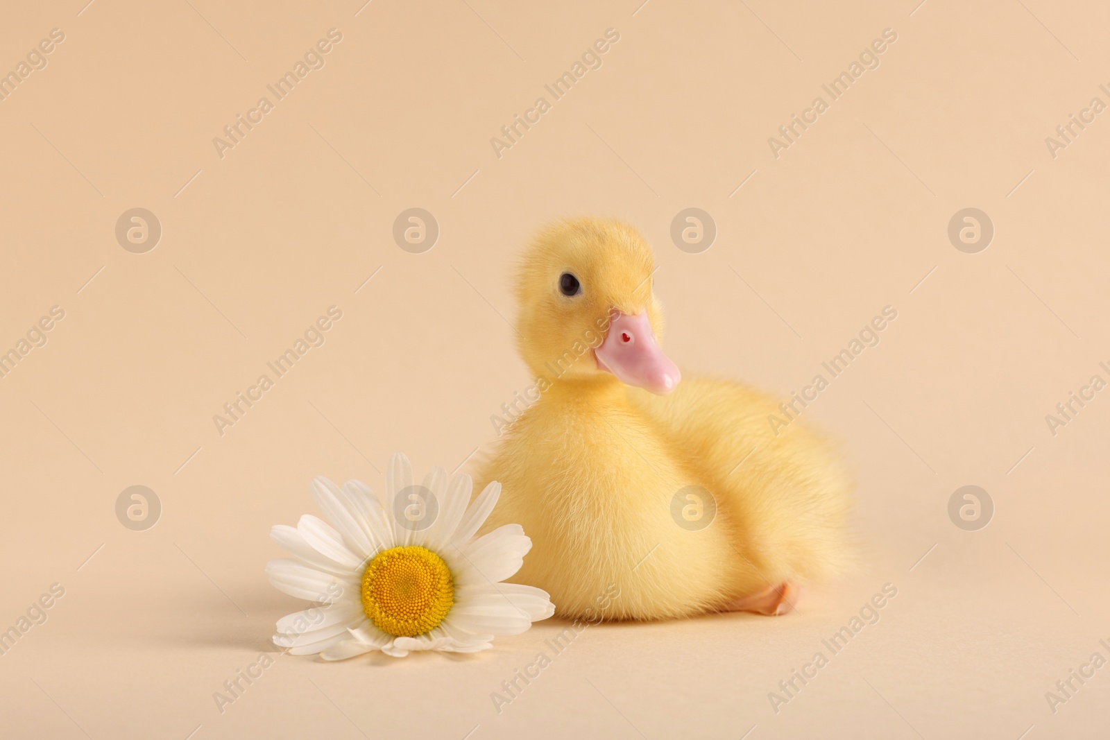 Photo of Baby animal. Cute fluffy duckling near flower on beige background