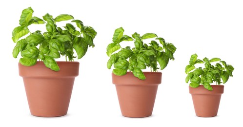 Image of Basil growing in pots isolated on white, different sizes
