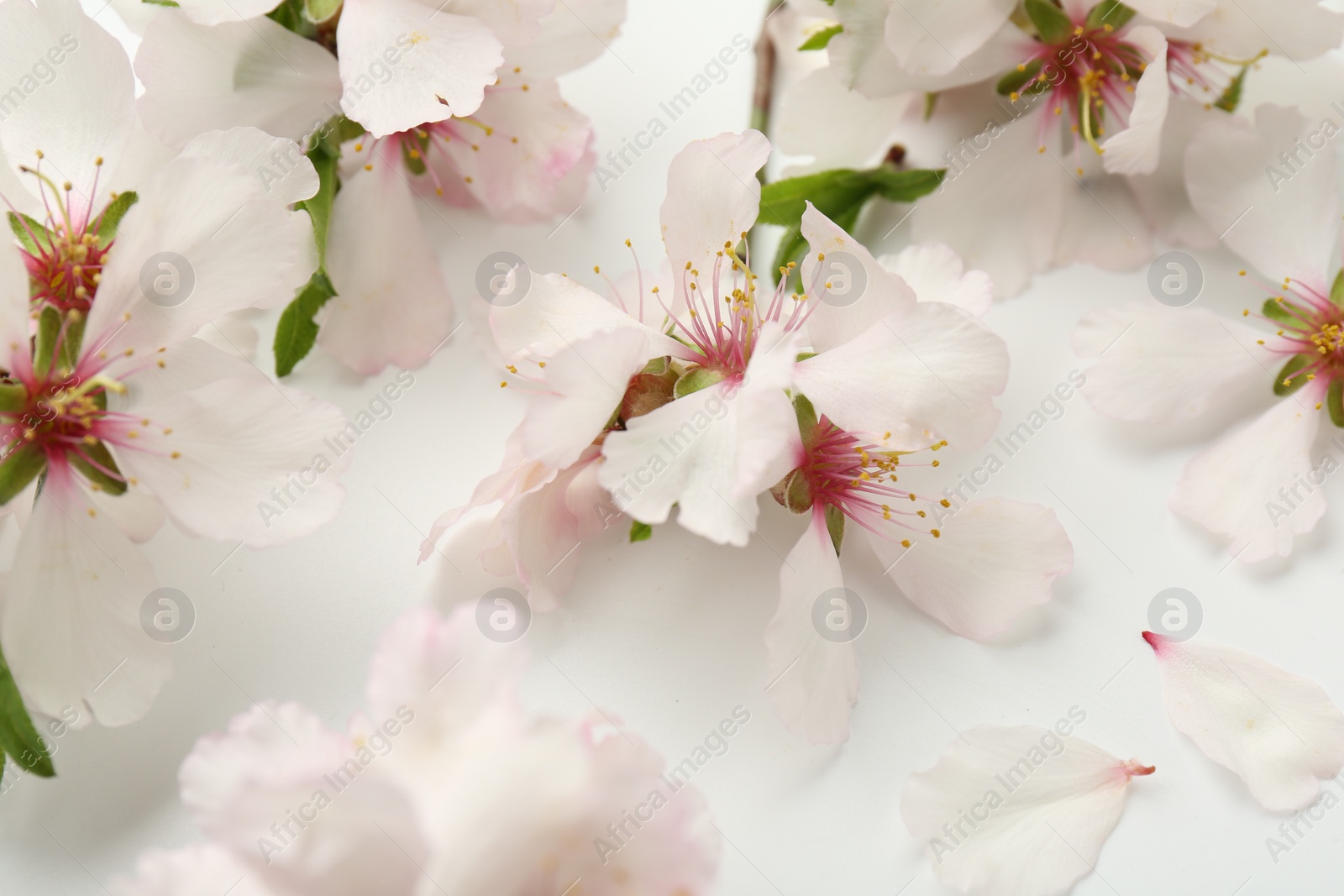 Photo of Beautiful spring tree blossoms on white background, closeup