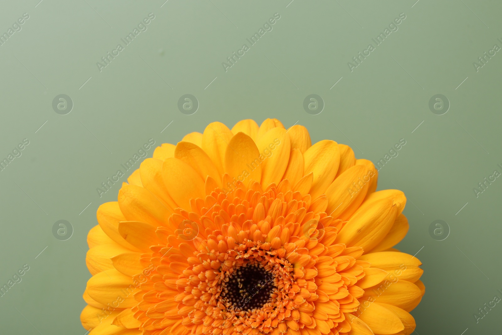 Photo of Beautiful orange gerbera flower on pale green background, top view. Space for text