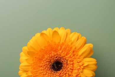 Photo of Beautiful orange gerbera flower on pale green background, top view. Space for text